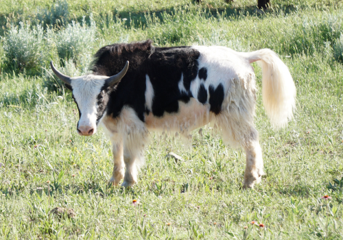 Young Royal Yak For Sale